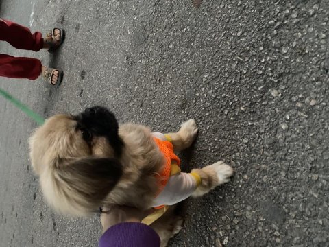 Pekinez yavru 4 aylık