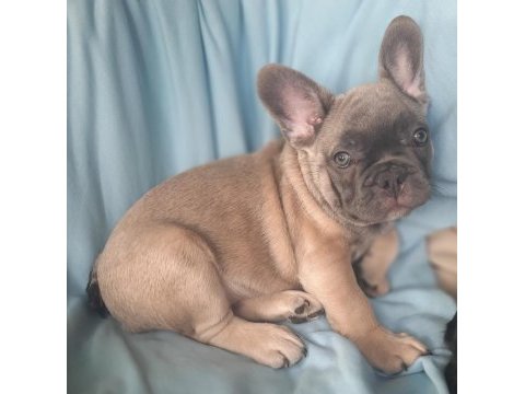 Fluffy, ısabella taşıyıcı exotic french bulldog erkekler