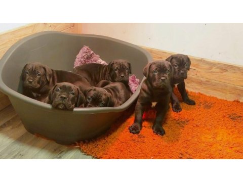 Şecereli anne babadan şecereli cane corso yavruları