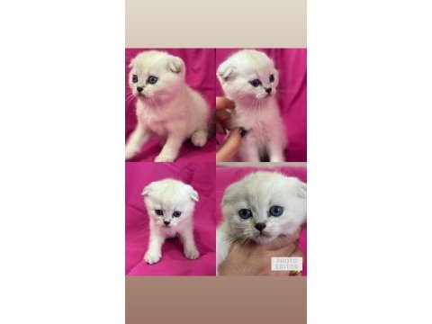 Scottish fold color point