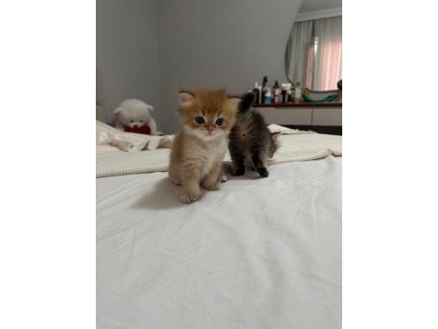 British longhair bebekler
