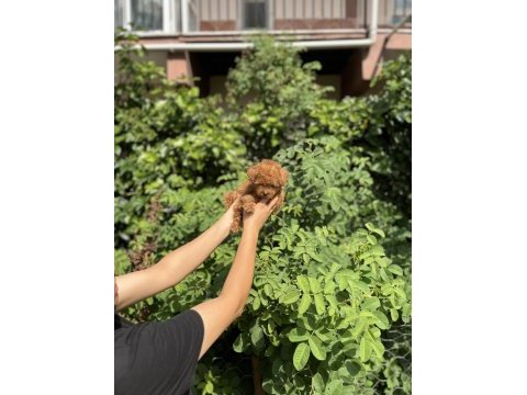 Kore kan aşılı poodle bebekler