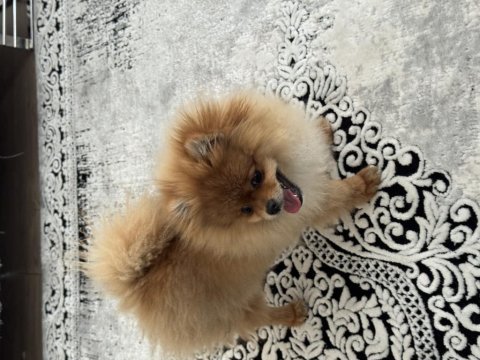 Pomeranian boo köpeği