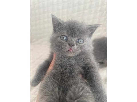 2 aylık british shorthair yavrular sahiplendirilecektir