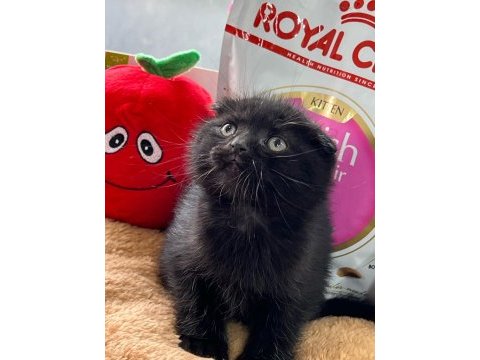 Safkan ayı surat scottish fold
