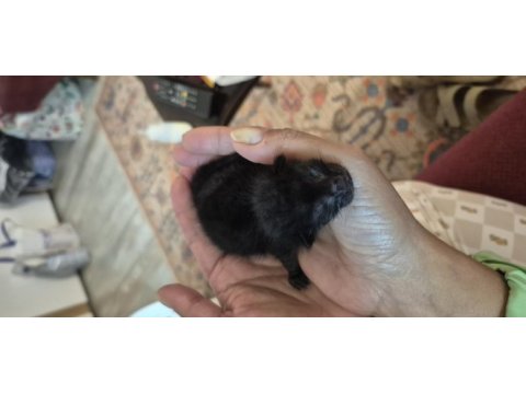 Acil yeni doğmuş annesiz yavru kediye süt anne aranıyor