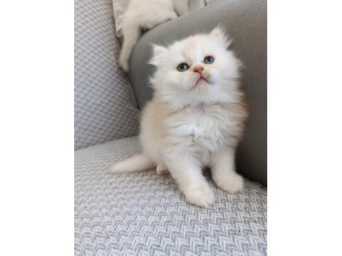 Sadece aileye british longhair