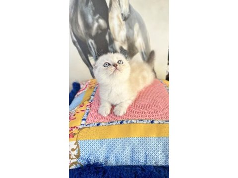 Safkan british shorthair ve scottish fold bebekler