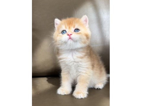 Yeni yuvasına gitmeye hazır british shorthair