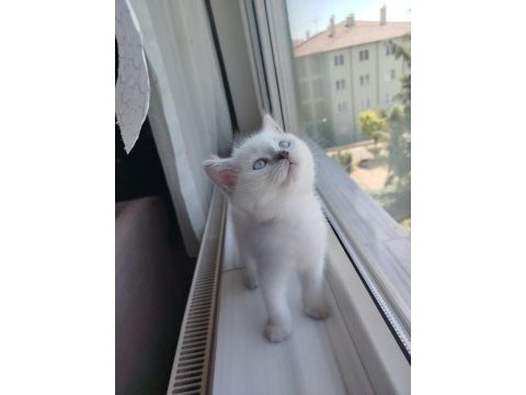 Golden point dişi kedimiz değerinin altında verilecek