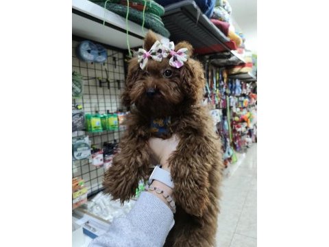 4 ay suan 1 kg tea cup poodle dişi kore dişi