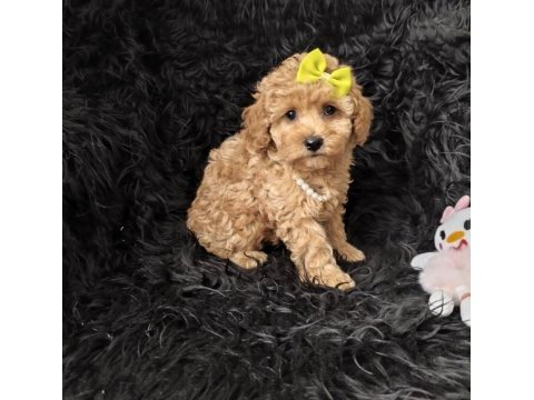 Dişi toy poodle bebeğimiz