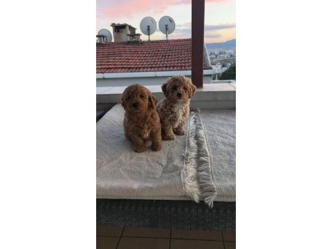 Toy poodle yavruları