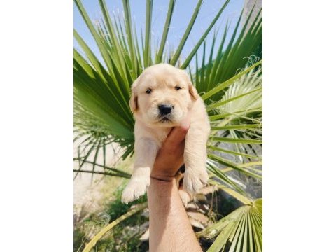 Golden retriever yavrularımız için ulaşın