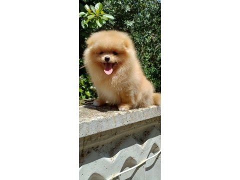 Pomeranian boo dişi krem rengi