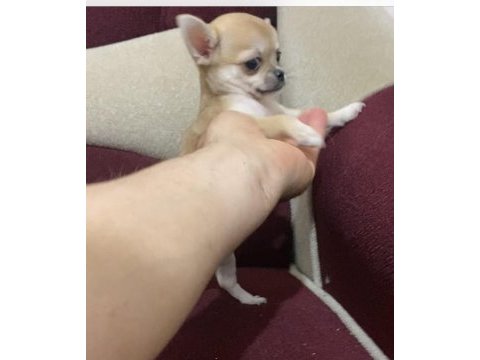 Tatlış insan delisi bir chihuahua kız