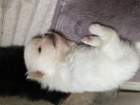 Saf ırk pomeranian