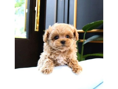 Malti̇poo teacup tatli yavrularimiz kore