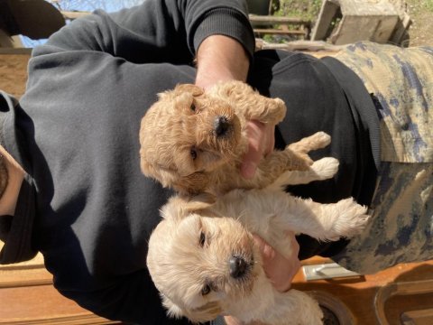 Maltipoo bebekler