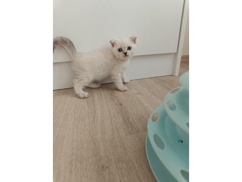 Scottish fold dişi ve erkek yavru kediler