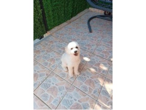 9 aylık maltipoo oyuncu yavrum yeni yuvasını arıyor