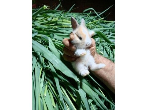 Netherland dwarf tavşan cücelerimiz mevcuttur