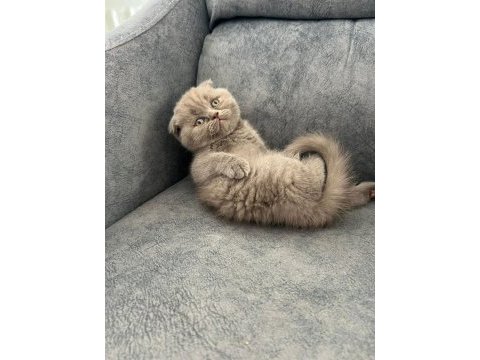 Ayı suratlı scottish fold yavrularim