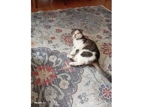 Scottish fold kedimiz