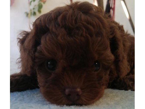 Kore teddy face poodle