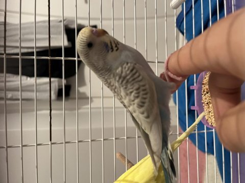 Yavru erkek ele alışkın benekli özel muhabbet kuşu