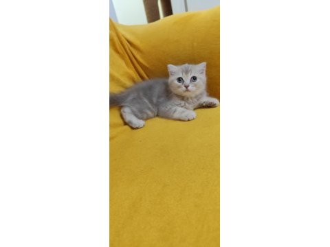 Safkan ırk sağlık garantili british longhair