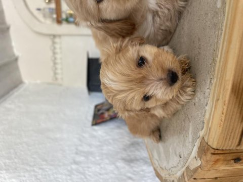 Baba cocker anne maltese terrier