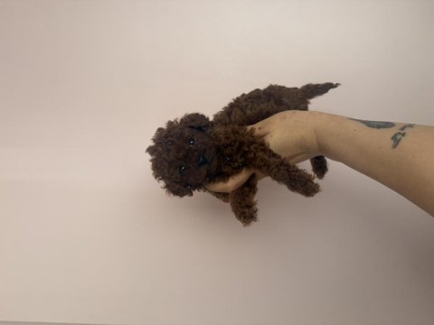 En özelini isteyen dark redbrown teacup poodle yavru