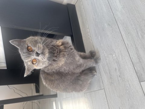 Ücretsiz gri british shorthair