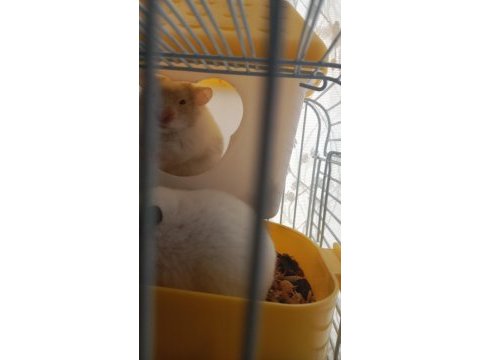 2 tane hamster kafes ile bir