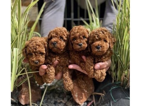 Ailenizin yeni üyesi toy poodle yavrularım 