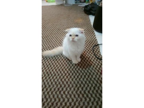 Scottish fold yavrularımıza yuva arıyoruz