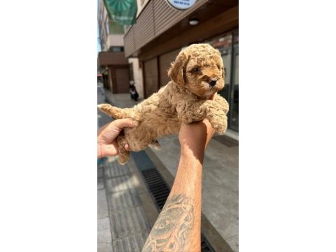 Toy poodle çocuklarım