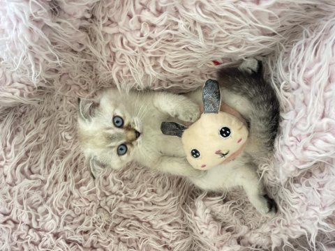 Scottish fold yavru kedimiz