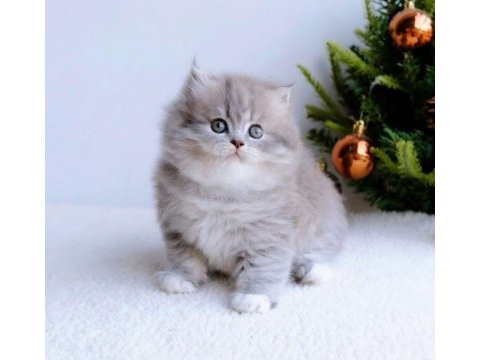 Blue pofuduk british longhair yavru