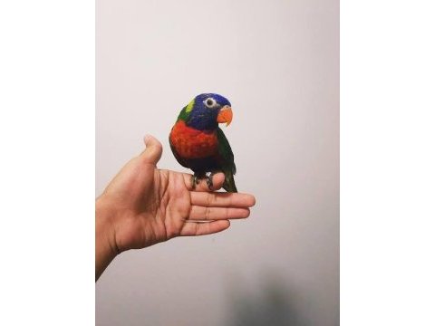 Ele kola alışkın full evcil lori papağanı