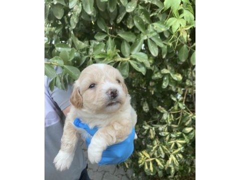 Maltipoo lokumcuklar
