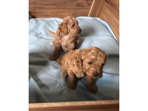 Sağlık ve ırk garantili maltipoo