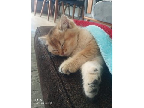 Golden british shorthair kedisi