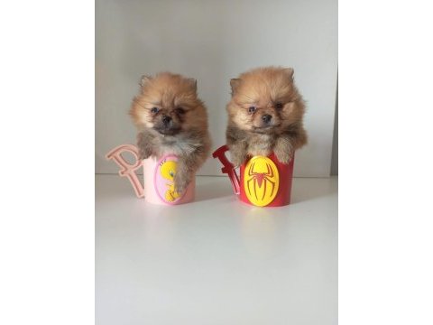 400 gram pomeranian