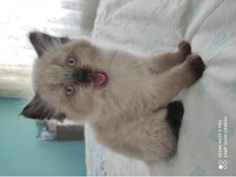 Blue point cinsi british shorthair acil sahiplendirmem lazım