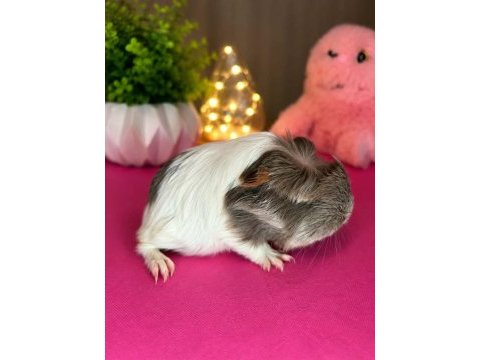Guinea pig yavru