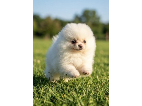 Pomeranian boo mikro erkek ve teacup dişi