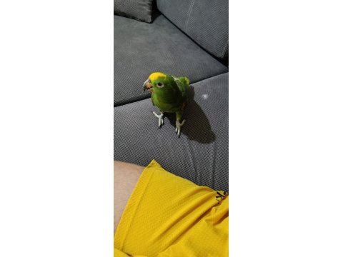 Sarı alınlı amazon papağanı (amazona ochrocephala)