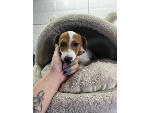 Sevecen ve enerjik jack russell yavrularım